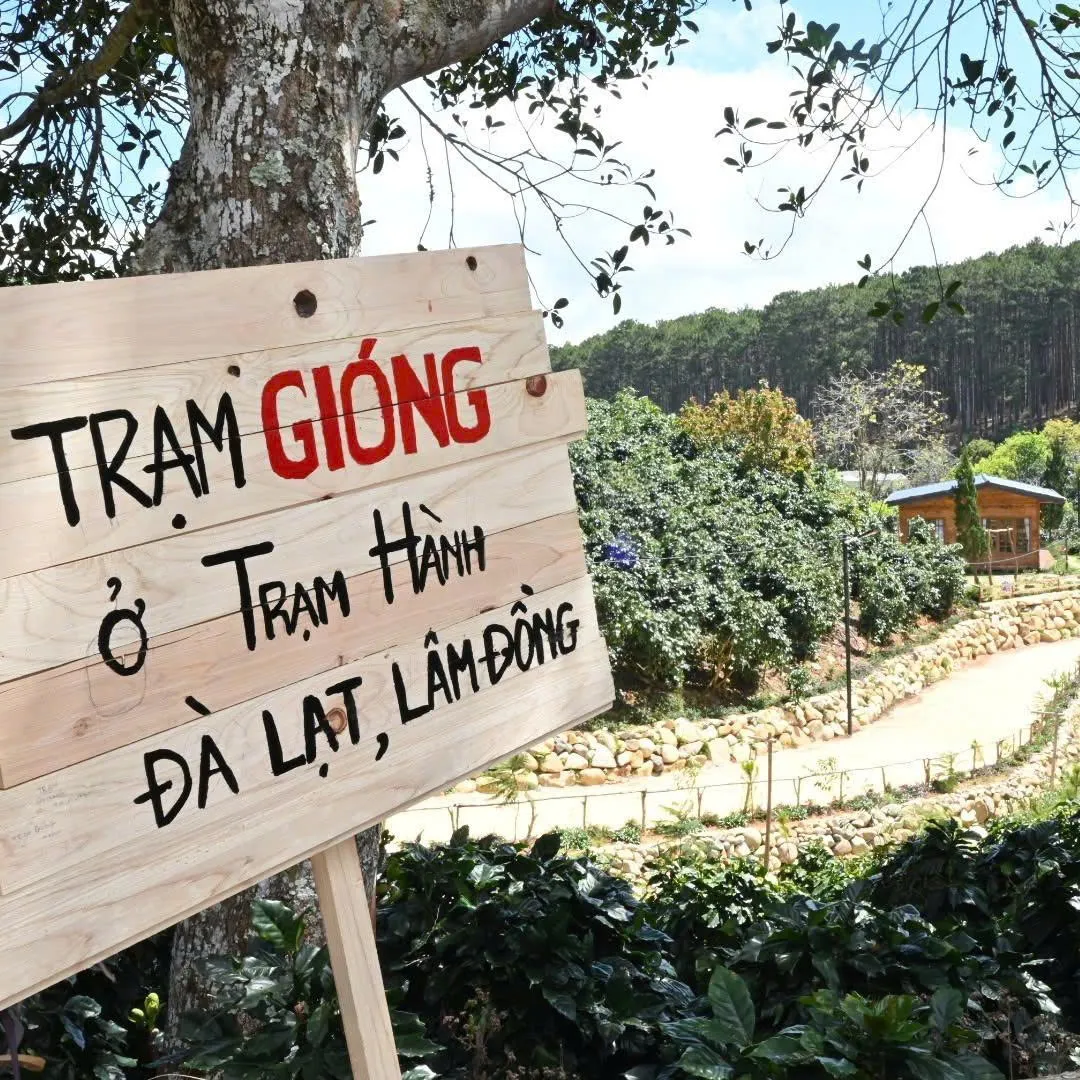 Cây cà phê tại Trạm Gióng