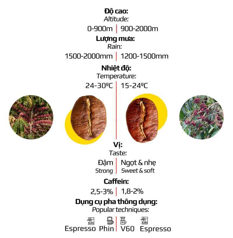 cafe-vertical-chart